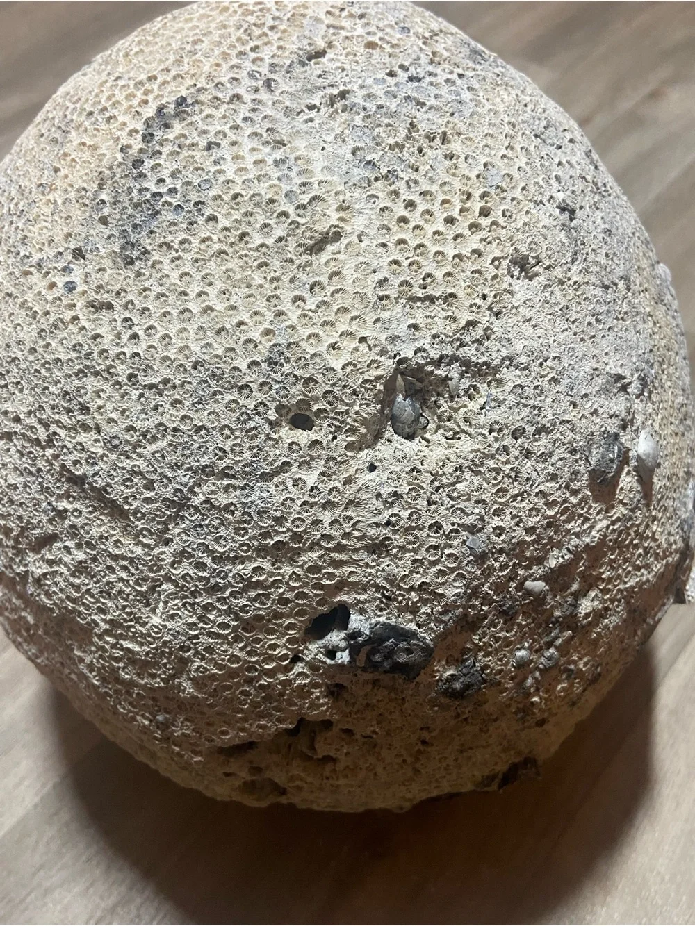 Natural Brain Coral Ocean Fossil Decor  13lbs 6oz 30in Around Uncleaned